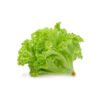 Lollo Bionda lettuce